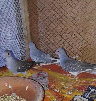 Breeder Dove & Astrallian & Jawa Finches