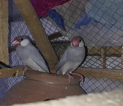 Jawa Finches