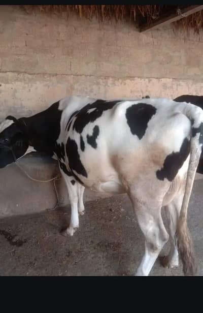gay 7 mAh ke gaban ha or dono time ka 4 kilo dood dy rhi ha