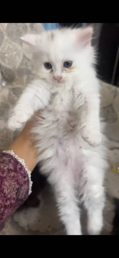 Persian triple cot 2.5 month
