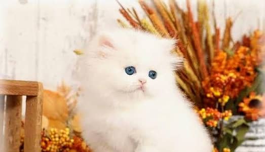 Persian Kittens Available