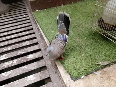 crusted Dove
