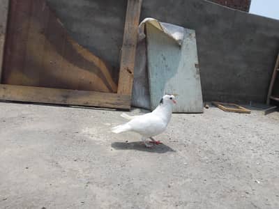 lukay kabtoor pair