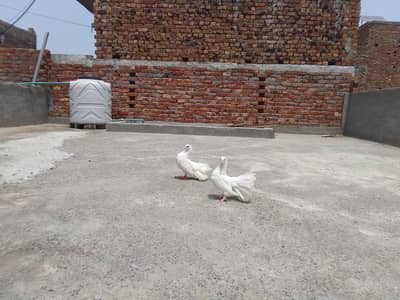 lukay kabtoor pair