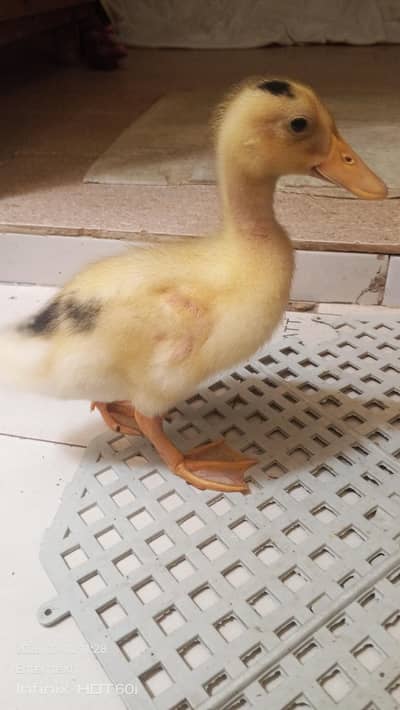 Duck Ke Bachay For Sale