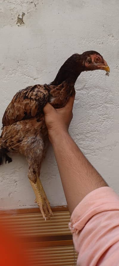 three health female chicken