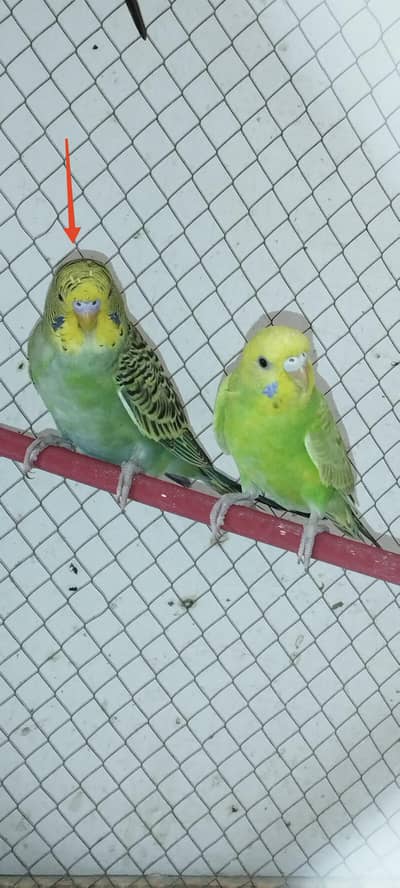 Undersize and Simple Budgie