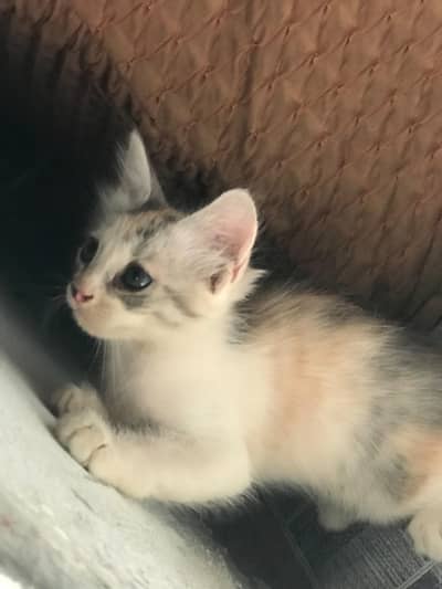 double cot parshian cat 03168114988