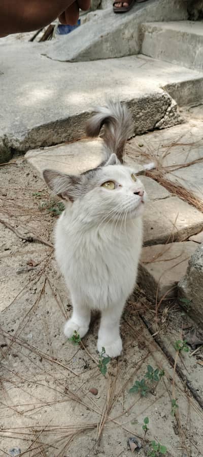 Male cat