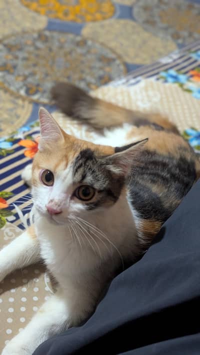 Persian Calico breed