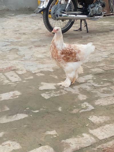 Colombian brama sale