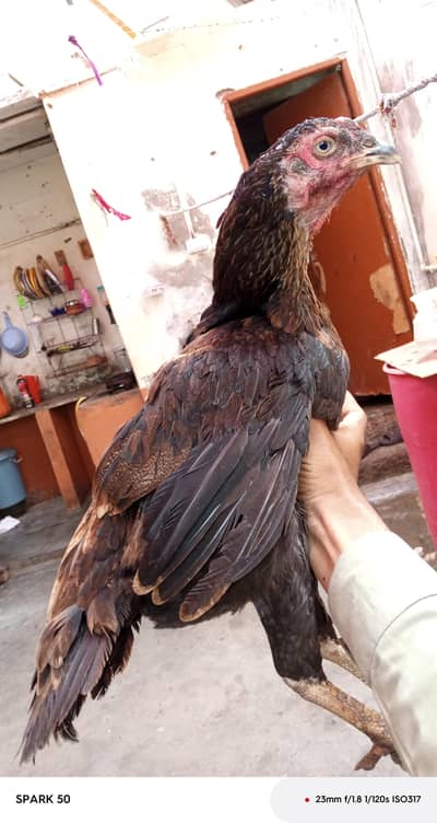 ye aseep murghi hai iske sath 4 bche hain iski price 5500RS hai