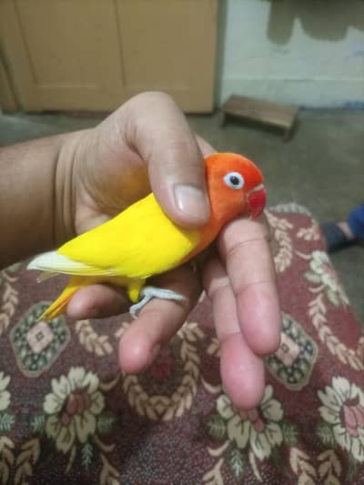 Beautiful Lutino Fischer Lovebird for Sale