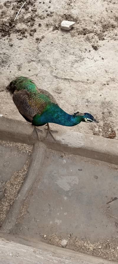 peacock for sale