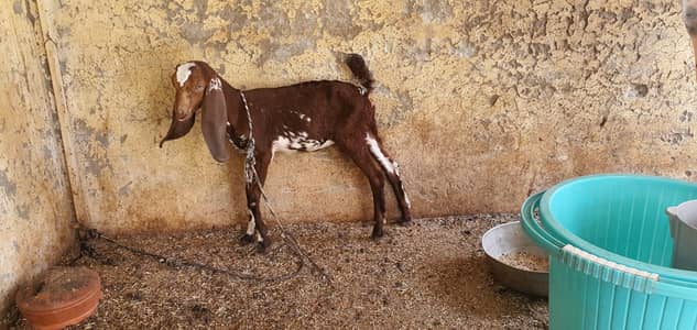 doodh wali bakri with path