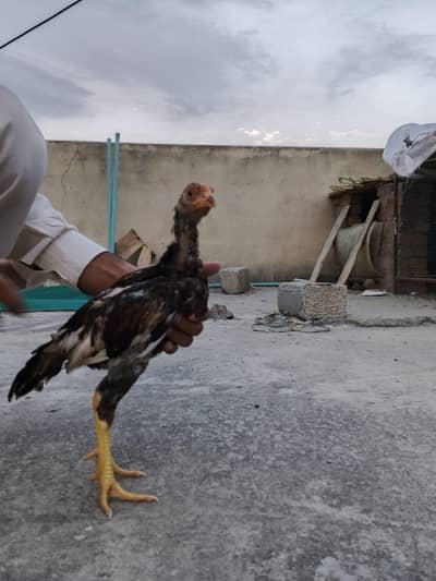 aseel patha pathi for sale 3000 per chick ( negotiable )
