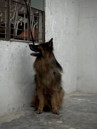 GSD king size 3 coat heigh Qulaity heavy structure confirm stud male