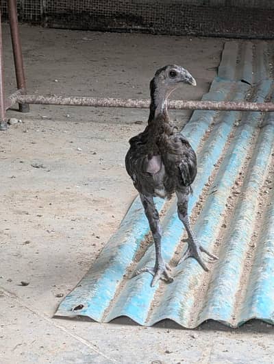 drogen chick