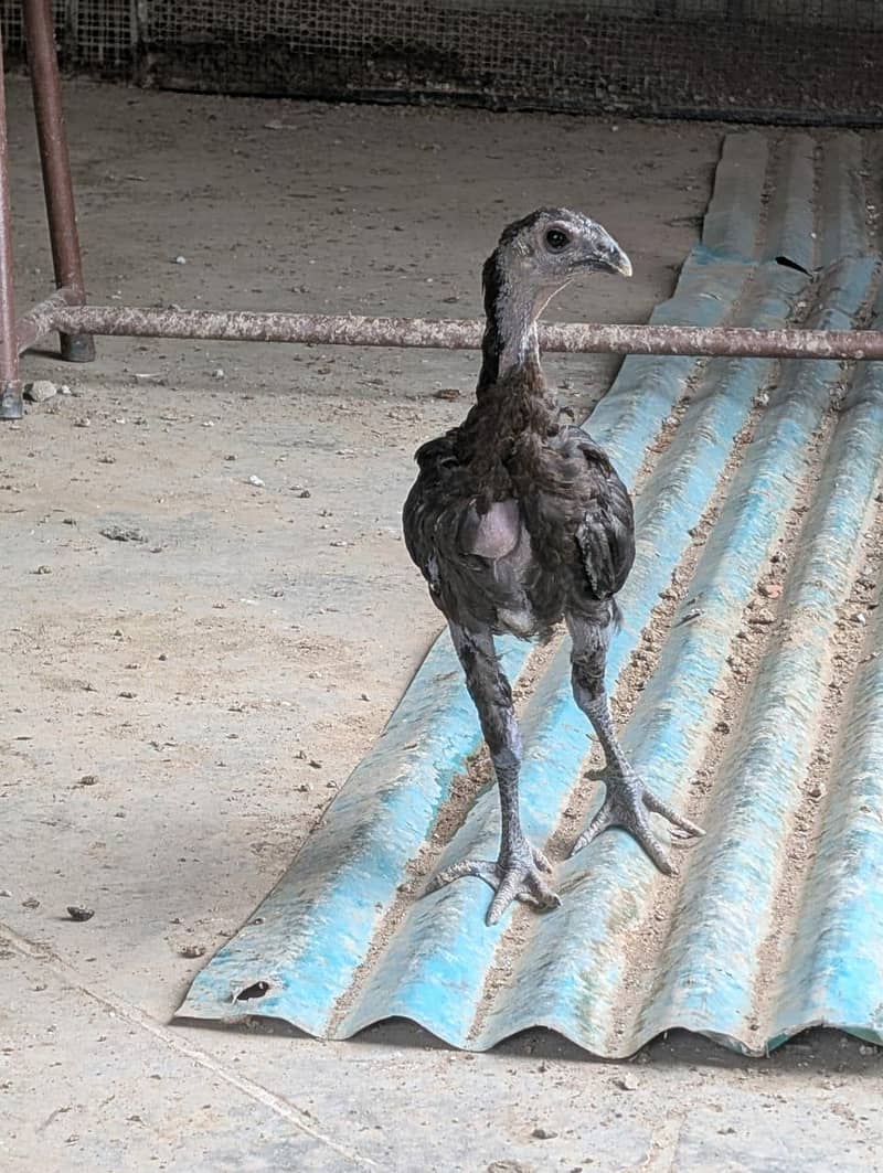 drogen chick 0