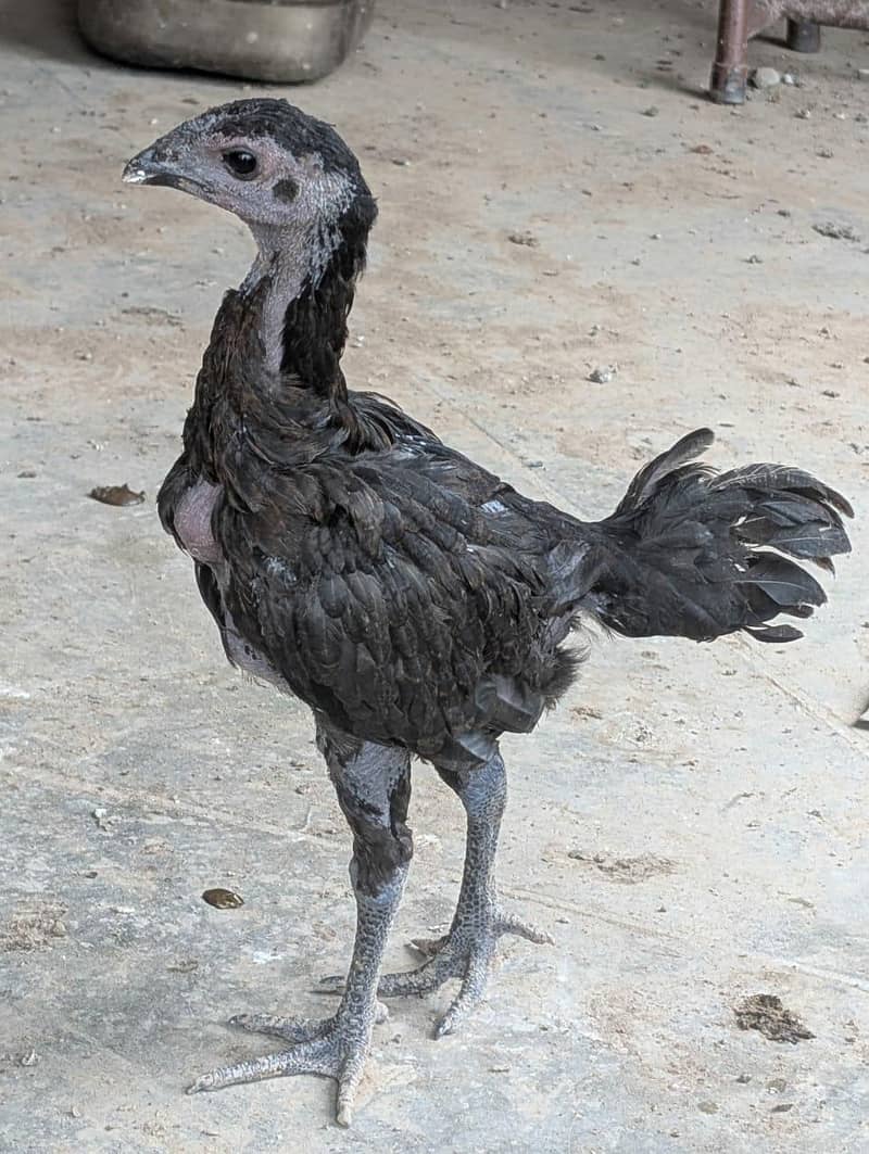 drogen chick 1