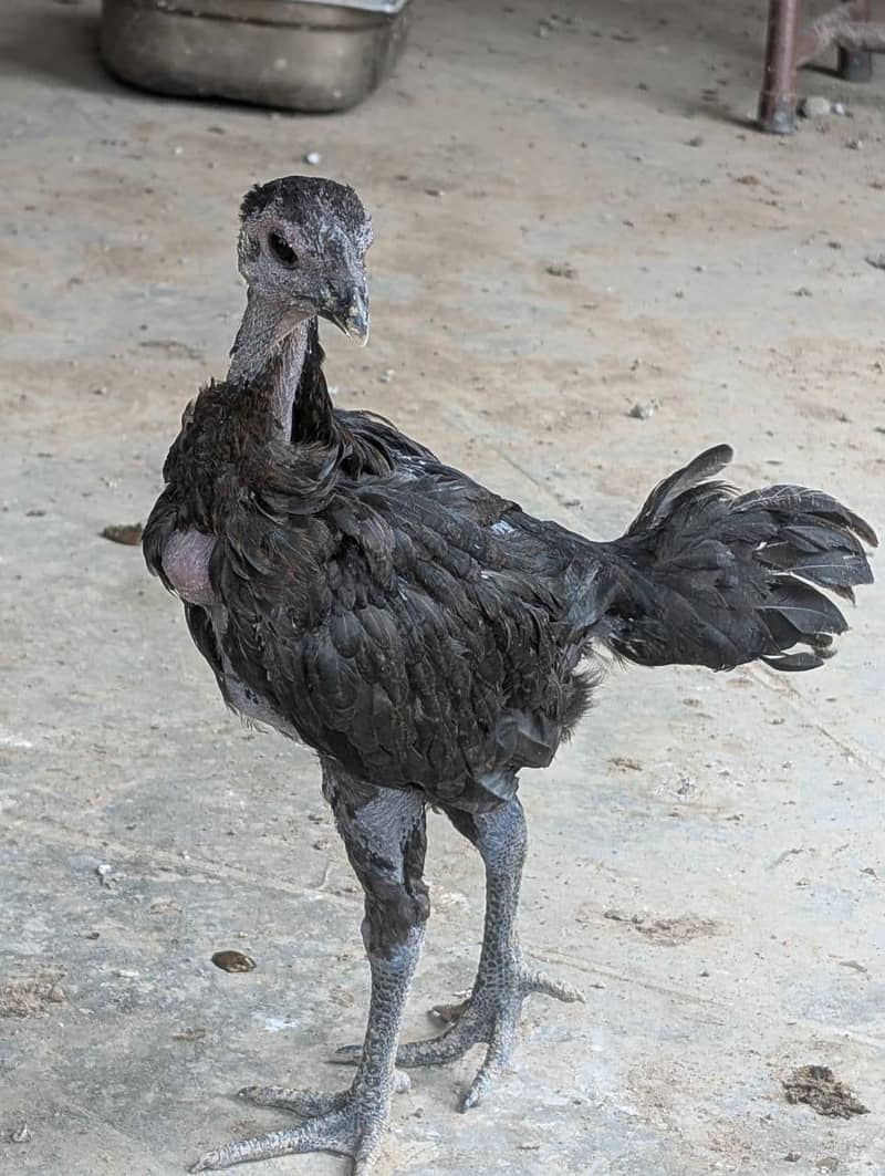drogen chick 2