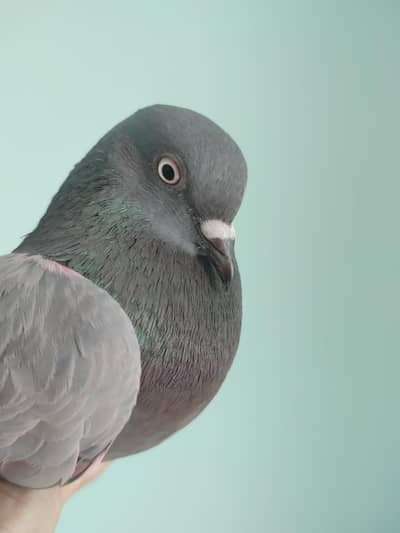 Nela male