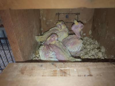 Top Quality Cockatiel Chicks For Sale - Ideal For Hand Taming