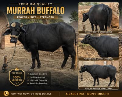 Healthy Black Buffalo – 4 Fresh Teeth | Ready for Crossing
