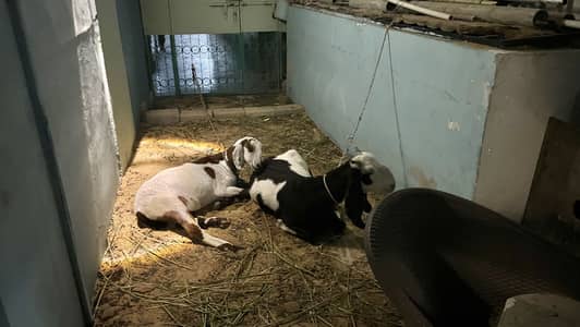 Teddy Bakra , Kamori Gulabi Bakri Jori