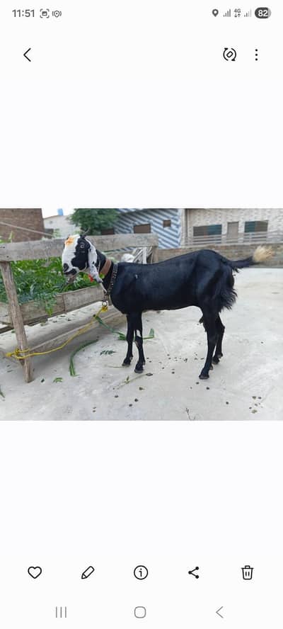 goat 4 tahn milking goat or ek bakri 2 ma ki ghbn b ha 2no ki 130k