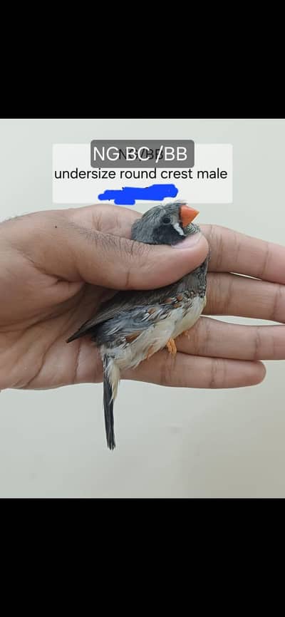 mutation finches
