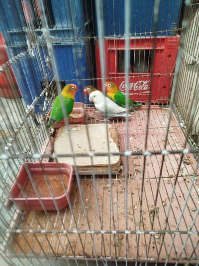 love birds 4 with cage