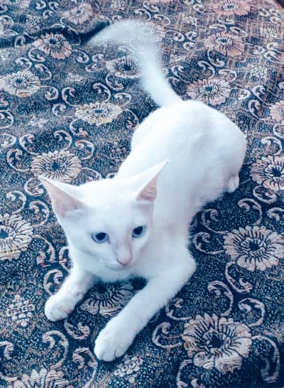 pinky blue eyes