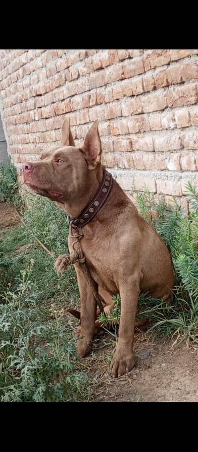pitbull dog 03424153711