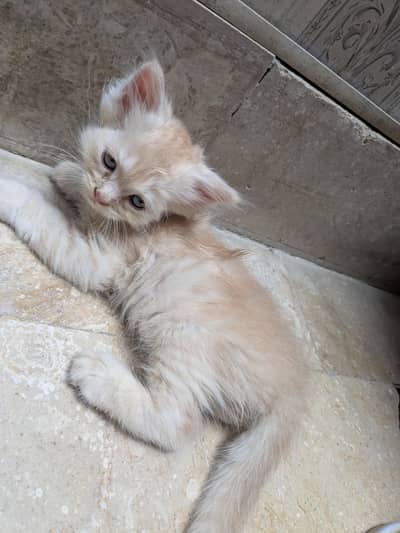 Healthy & Playful Persian Mix Kittens for Sale