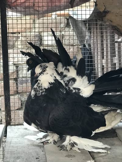 American fantal breeder pair 03044602187