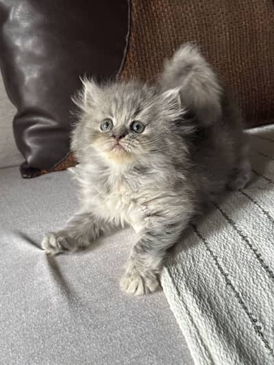 Persian female kitten