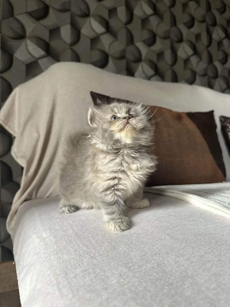 Persian female kitten — photo 2