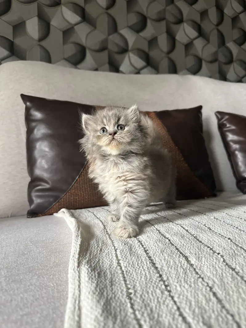 Persian female kitten — photo 3