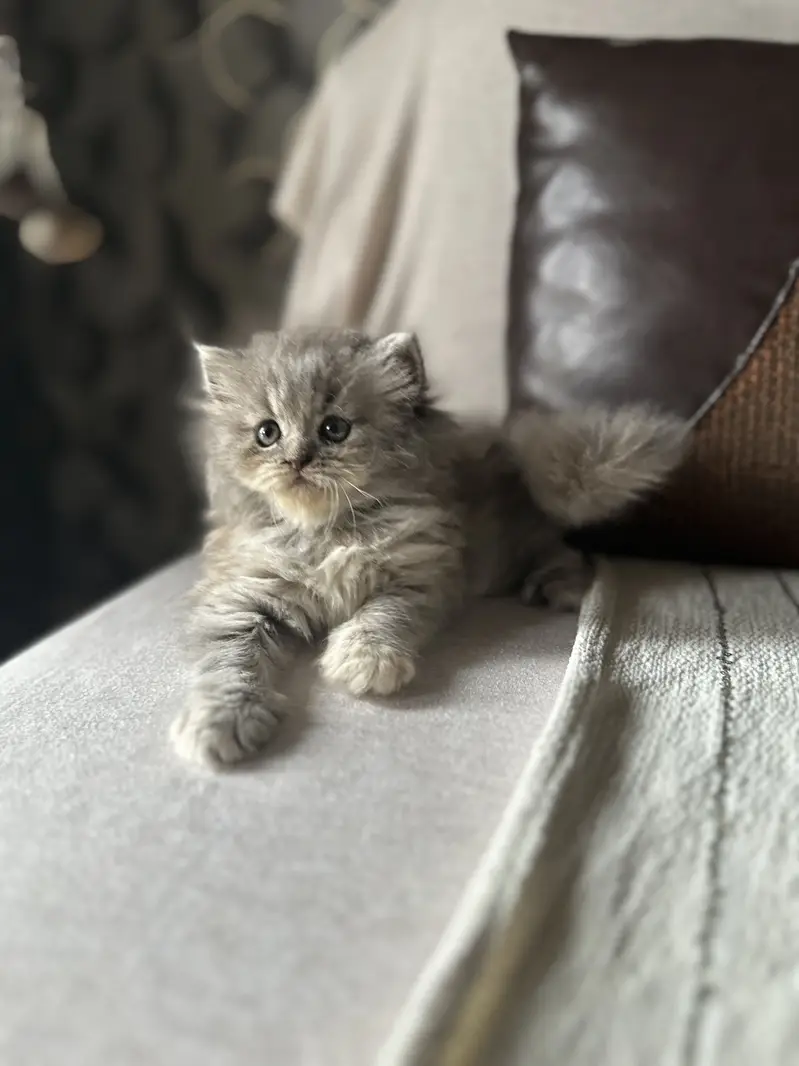 Persian female kitten — photo 4