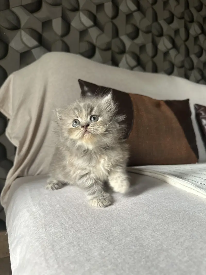 Persian female kitten — photo 5