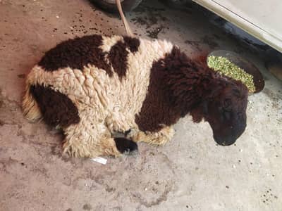 Derra Ghazi Khan Pure Mundra Nasal Sheep Chattra