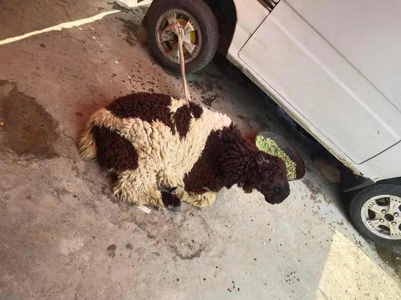 Derra Ghazi Khan Pure Mundra Nasal Sheep Chattra — photo 2