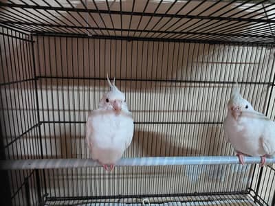 red eye albino cockateil
