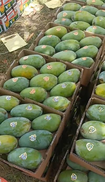 multani mango