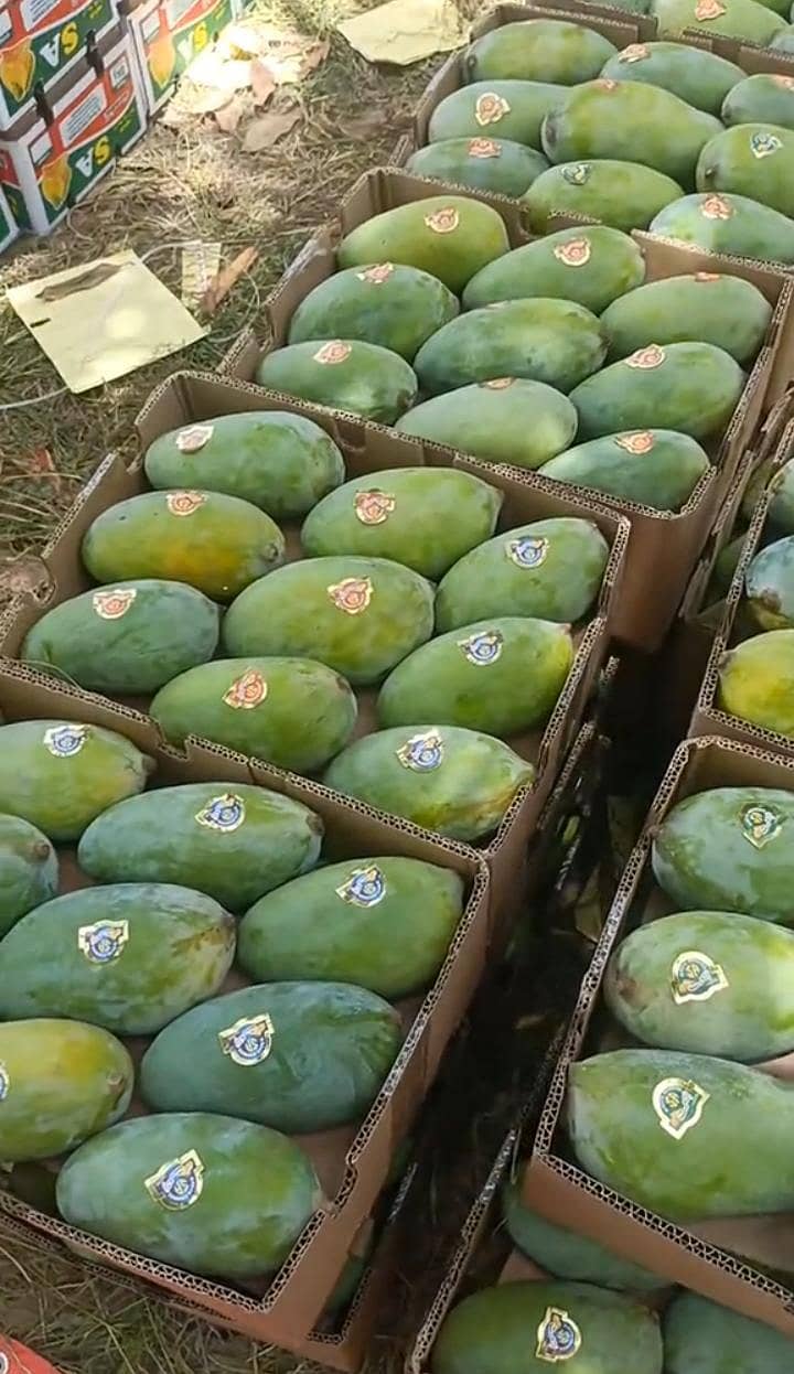 multani mango 0