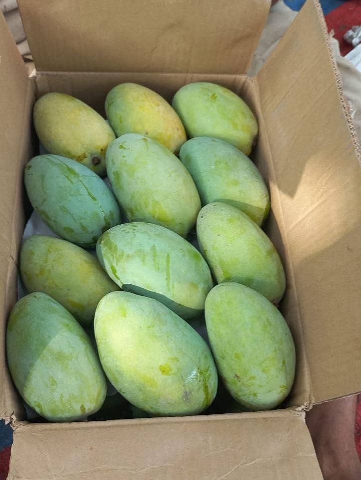 multani mango 1