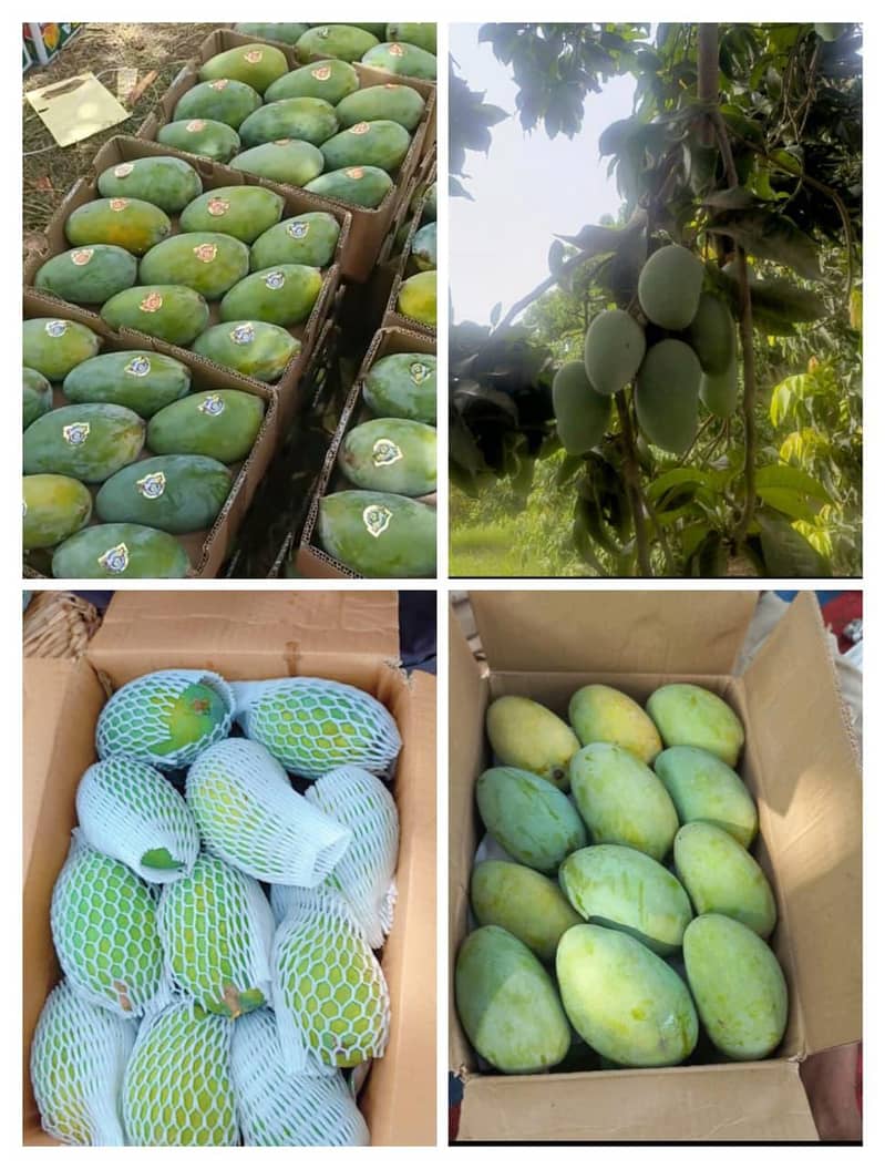 multani mango 3