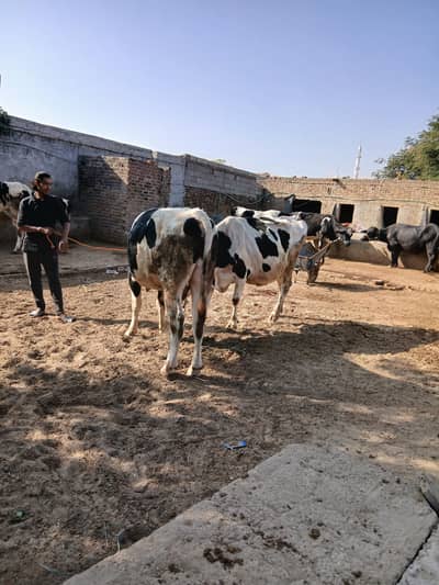 cowsal