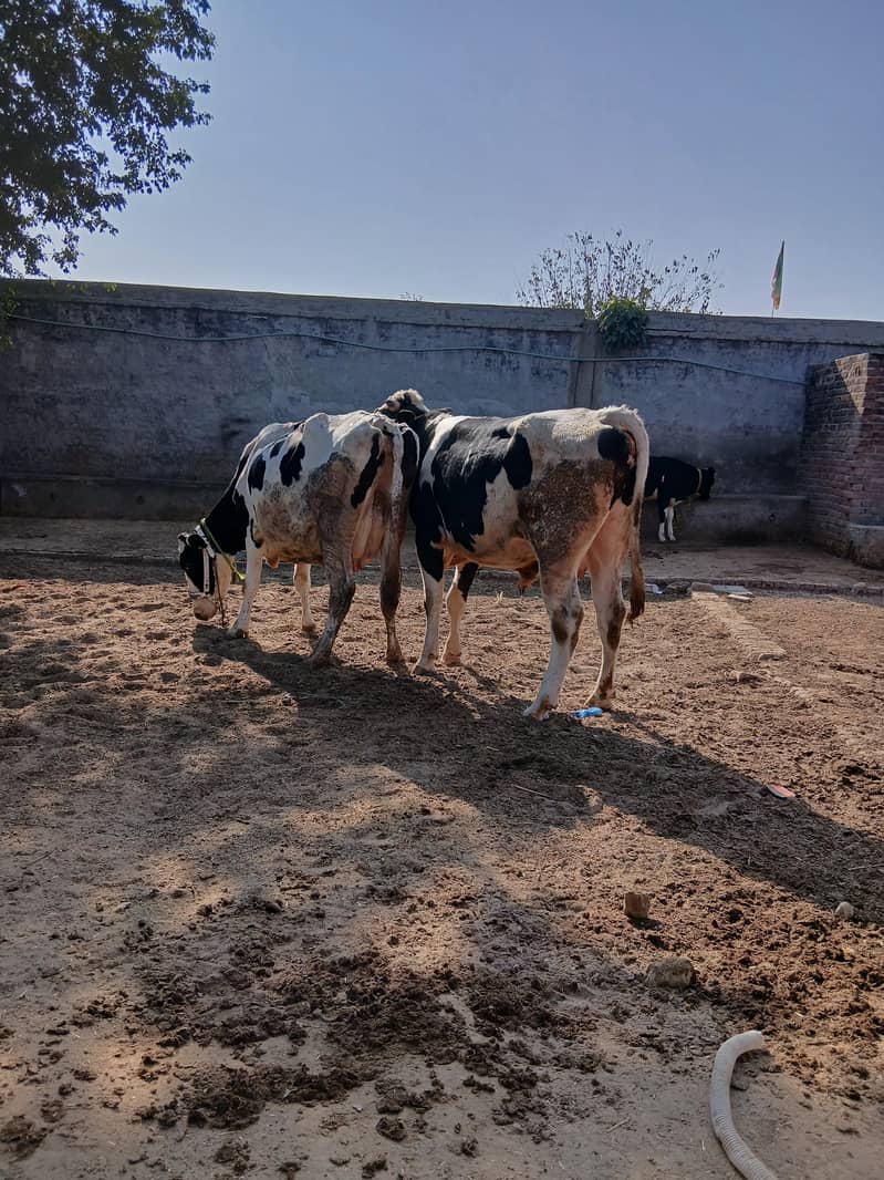 cowsal 1